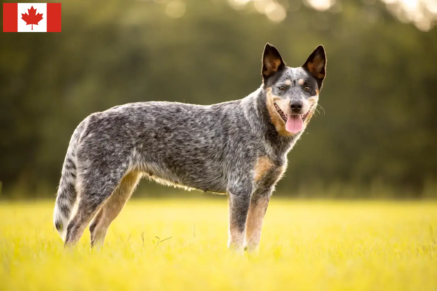 Lees meer over het artikel Australische Runderhondenfokkers en Puppies in Canada