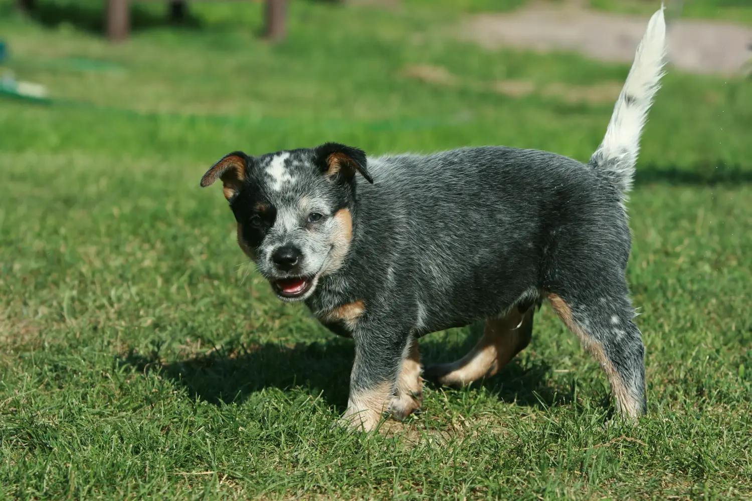 Een Australian Cattle Dog puppy kopen betekent verantwoordelijkheid nemen! Australische Veedrijvershond puppy's kopen.