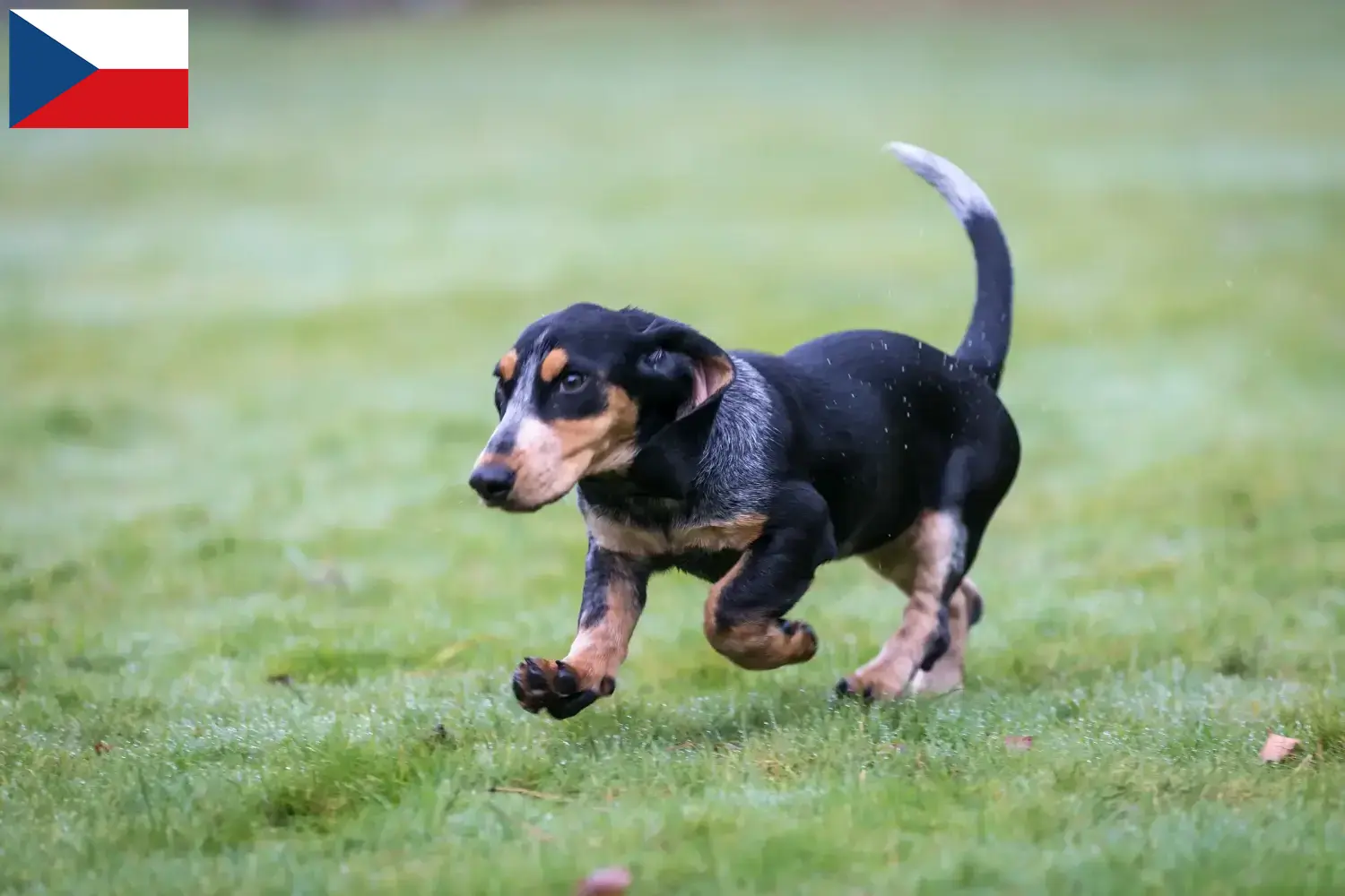 Basset bleu de Gascogne puppy's en fokkers Tsjechië Zoek Basset bleu de Gascognes fokkers in Tsjechië.