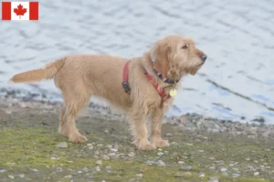 Lees meer over het artikel Basset fauve de Bretagne fokkers en pups in Canada