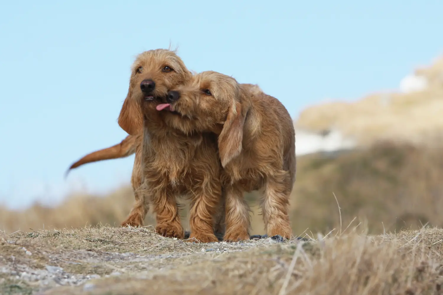Een Basset fauve de Bretagne puppy kopen betekent verantwoordelijkheid nemen! Basset fauve de Bretagne puppy's te koop.