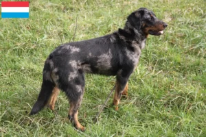 Lees meer over het artikel Beauceron fokkers en pups in Luxemburg