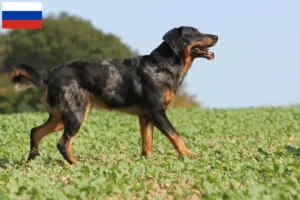 Lees meer over het artikel Beauceron fokkers en pups in Rusland