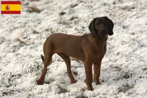 Lees meer over het artikel Bavarian Mountain Hound fokkers en pups in Spanje
