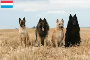 Lees meer over het artikel Belgische Herdershond Fokker en Puppies in Luxemburg