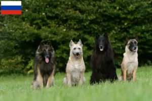 Lees meer over het artikel Belgische Herder fokkers en puppy’s in Rusland