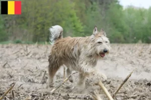 Lees meer over het artikel Berger de Picardie fokkers en pups in België