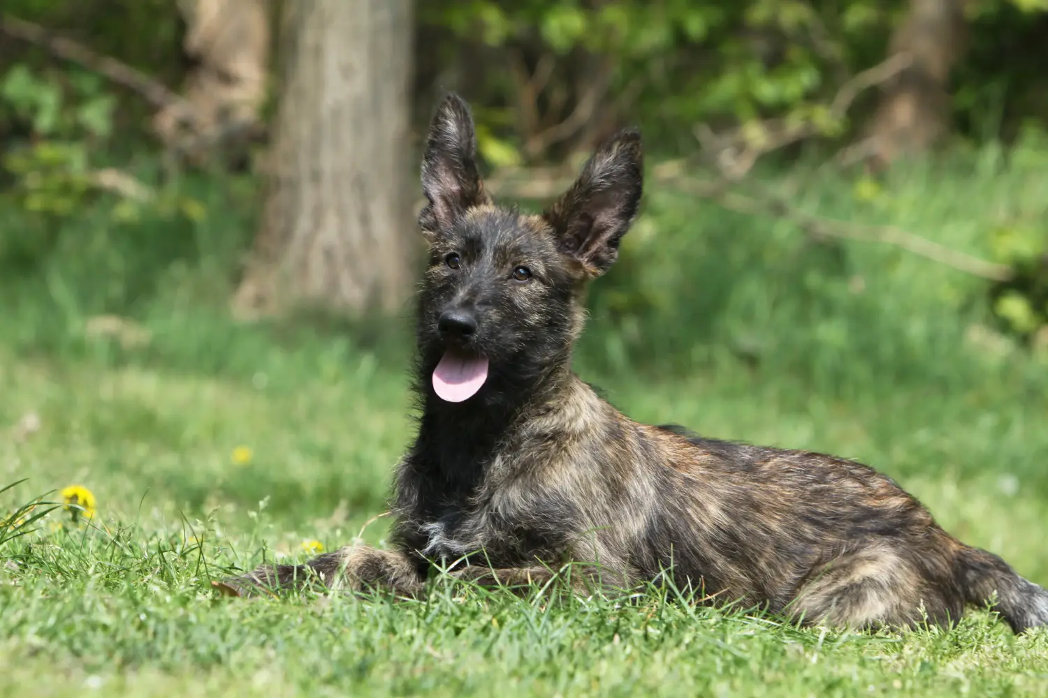 Een Berger de Picardie puppy kopen betekent verantwoordelijkheid nemen! Koop Berger de Picardie puppies.