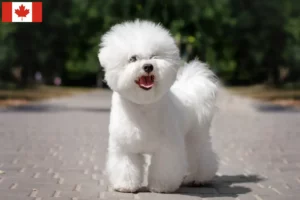 Lees meer over het artikel Bichon Frisé fokkers en pups in Canada