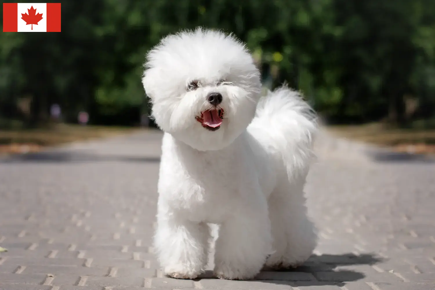 Lees meer over het artikel Bichon Frisé fokkers en pups in Canada