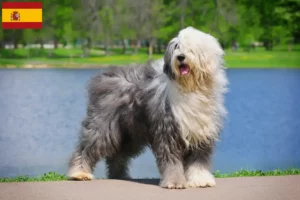 Lees meer over het artikel Bobtail fokkers en puppies in Spanje