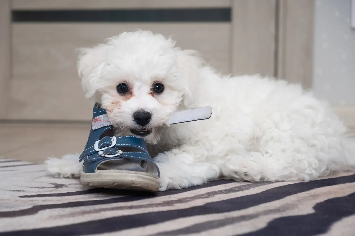 Een Bolognezer puppy kopen betekent verantwoordelijkheid nemen! Bolognezer puppy's kopen.