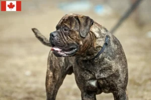 Lees meer over het artikel Bullmastiff fokkers en pups in Canada