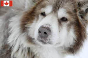 Lees meer over het artikel Canadese Eskimo Hondenfokker en Puppies in Canada