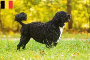 Lees meer over het artikel Cão de Agua português fokkers en puppies in België