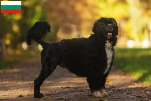 Lees meer over het artikel Cão de Agua português fokkers en puppies in Bulgarije