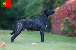 Lees meer over het artikel Cão Fila de São Miguel fokkers en pups in Portugal