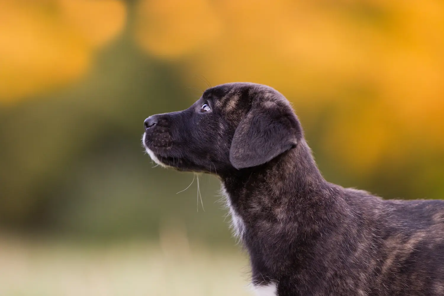 Een Cão Fila de São Miguel puppy kopen betekent verantwoordelijkheid nemen! Cão Fila de São Miguel puppy kopen.