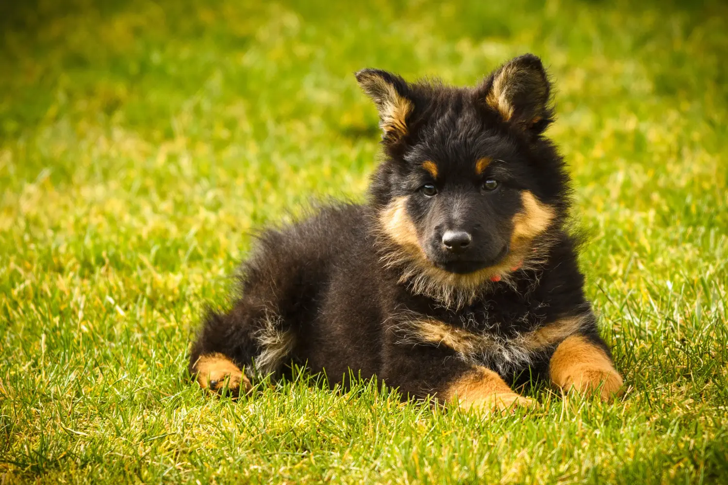 Een Chodský pes puppy kopen betekent verantwoordelijkheid nemen! Chodský pes puppy's kopen.