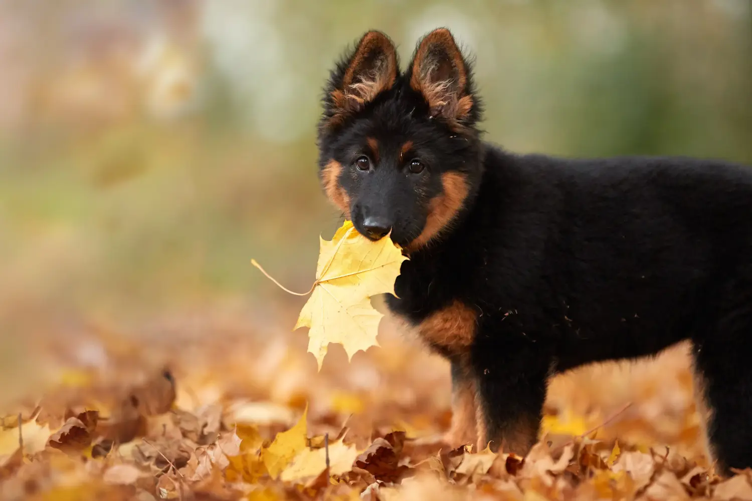 Een Chodský pes puppy kopen betekent verantwoordelijkheid nemen! Chodský pes puppy's kopen.