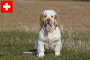 Lees meer over het artikel Clumber Spaniel fokkers en pups in Zwitserland