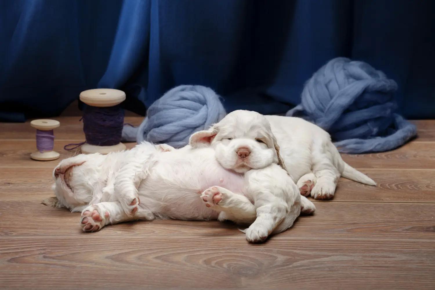 Een Clumber Spaniel puppy kopen betekent verantwoordelijkheid nemen! Clumber Spaniel puppy kopen.