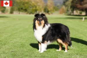 Lees meer over het artikel Colliefokkers en puppy’s in Canada