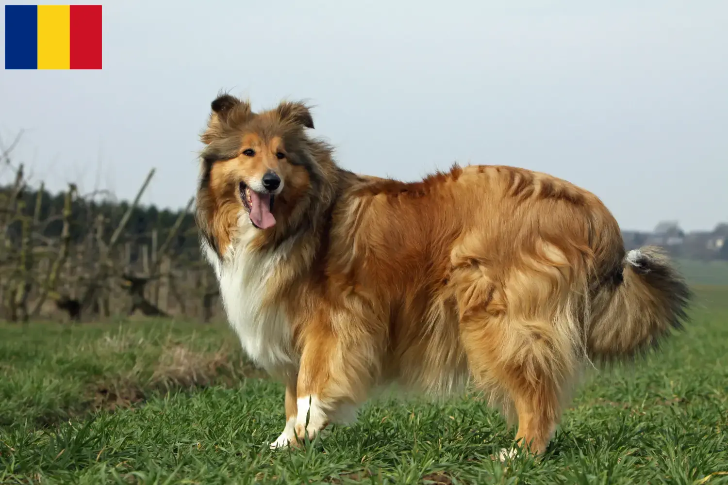 Lees meer over het artikel Collie fokkers en pups in Roemenië