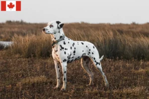 Lees meer over het artikel Dalmatiër fokkers en puppy’s in Canada
