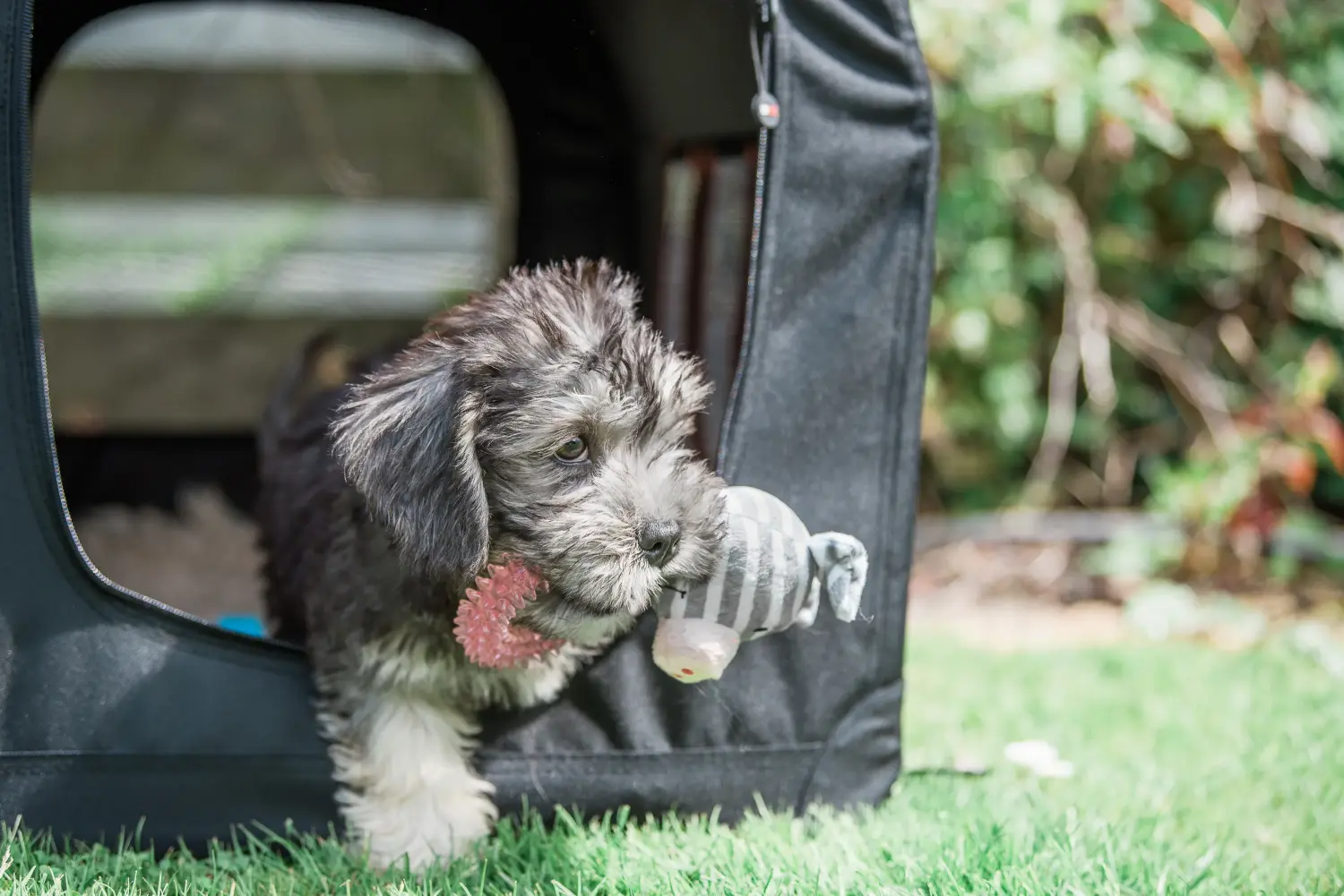 Een Dandie Dinmont Terrier puppy kopen betekent verantwoordelijkheid nemen! Dandie Dinmont Terrier puppy kopen.