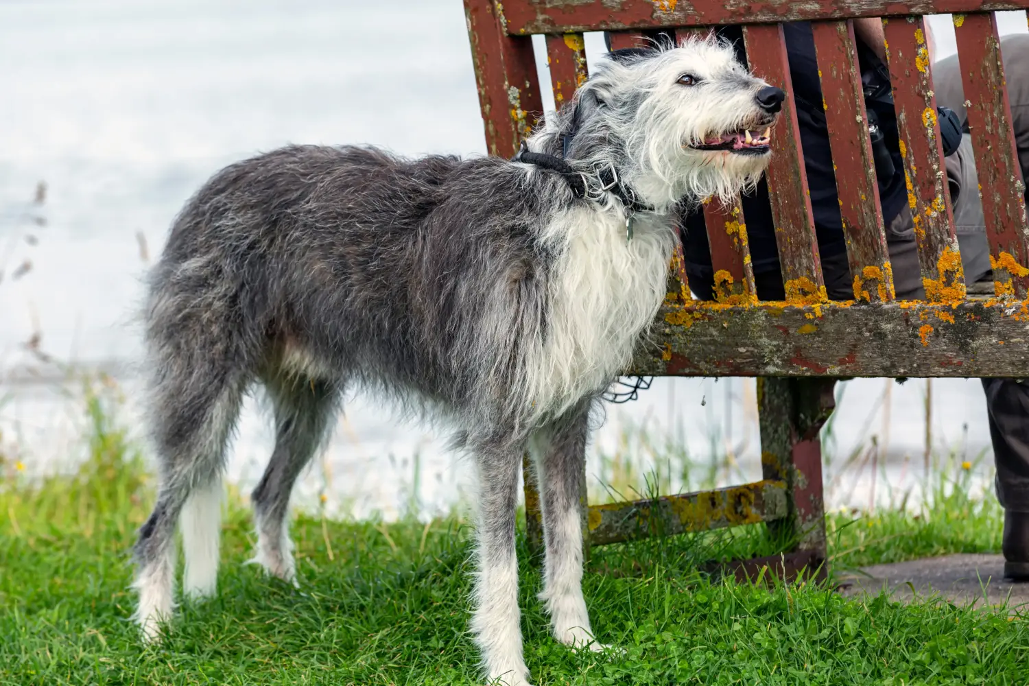 Een Deerhound puppy kopen betekent verantwoordelijkheid nemen! Deerhound puppy's kopen.