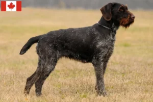 Lees meer over het artikel Duitse Draadhaar fokkers en puppies in Canada