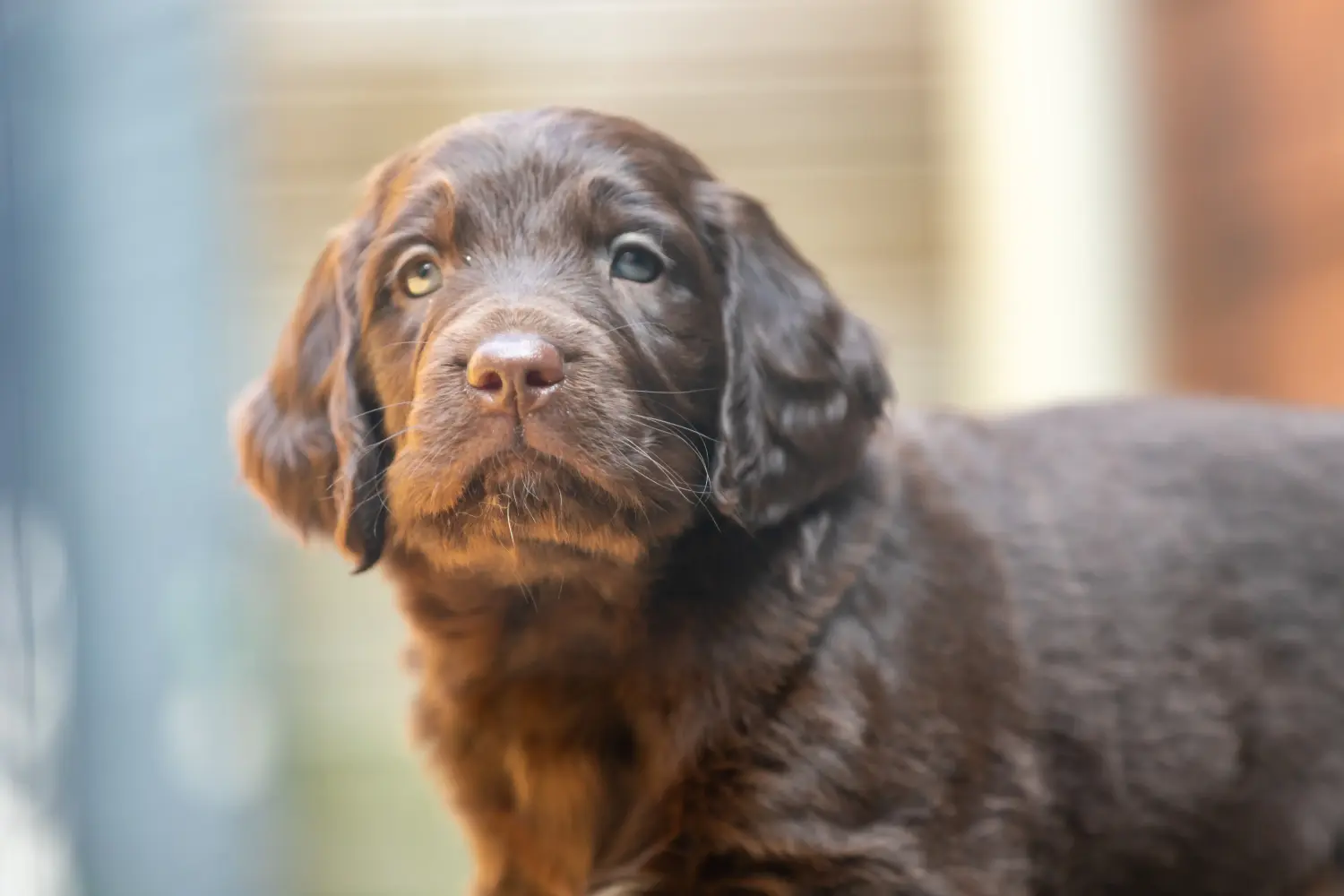 Een Duitse Langhaar puppy kopen betekent verantwoordelijkheid nemen! Duitse Langhaar puppy's kopen.