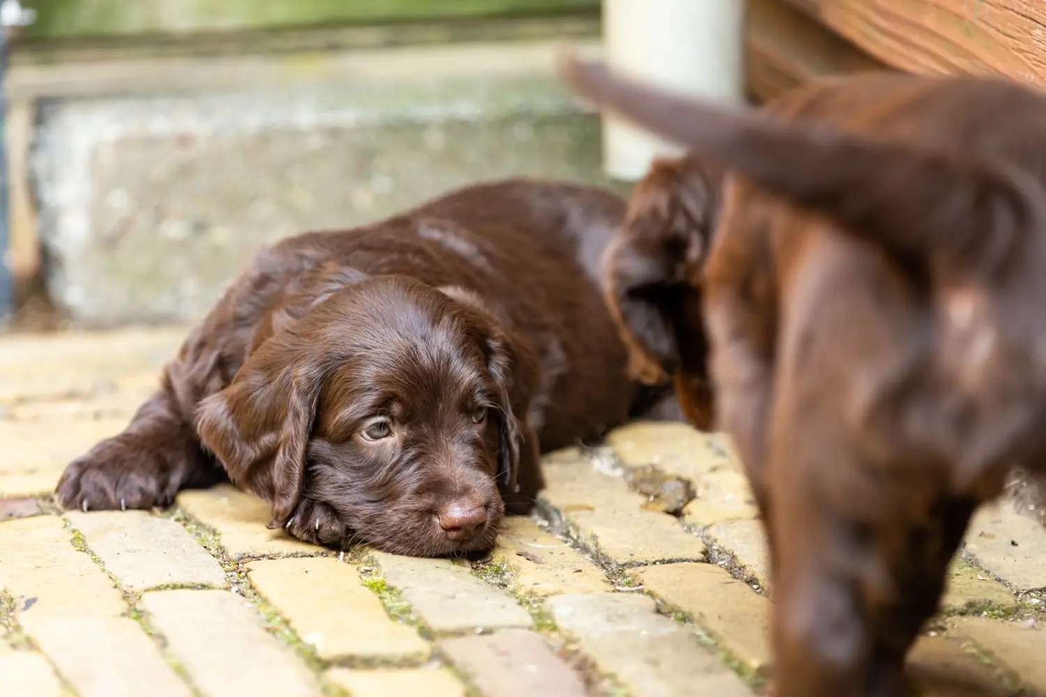 Een Duitse Langhaar puppy kopen betekent verantwoordelijkheid nemen! Duitse Langhaar puppy's kopen.