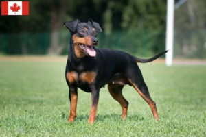 Lees meer over het artikel Dwergpinscher fokkers en pups in Canada