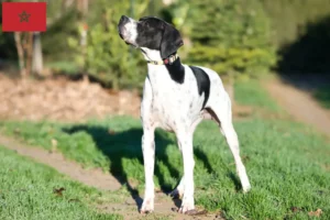 Lees meer over het artikel Engelse Pointer fokkers en pups in Marokko
