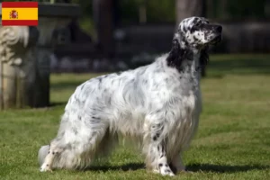 Lees meer over het artikel Engelse Setter fokkers en pups in Spanje
