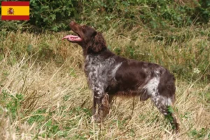 Lees meer over het artikel Epagneul Breton fokkers en pups in Spanje