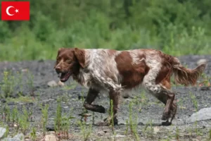 Lees meer over het artikel Epagneul Breton fokkers en pups in Turkije