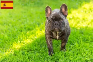 Lees meer over het artikel Franse Bulldog fokkers en puppies in Spanje