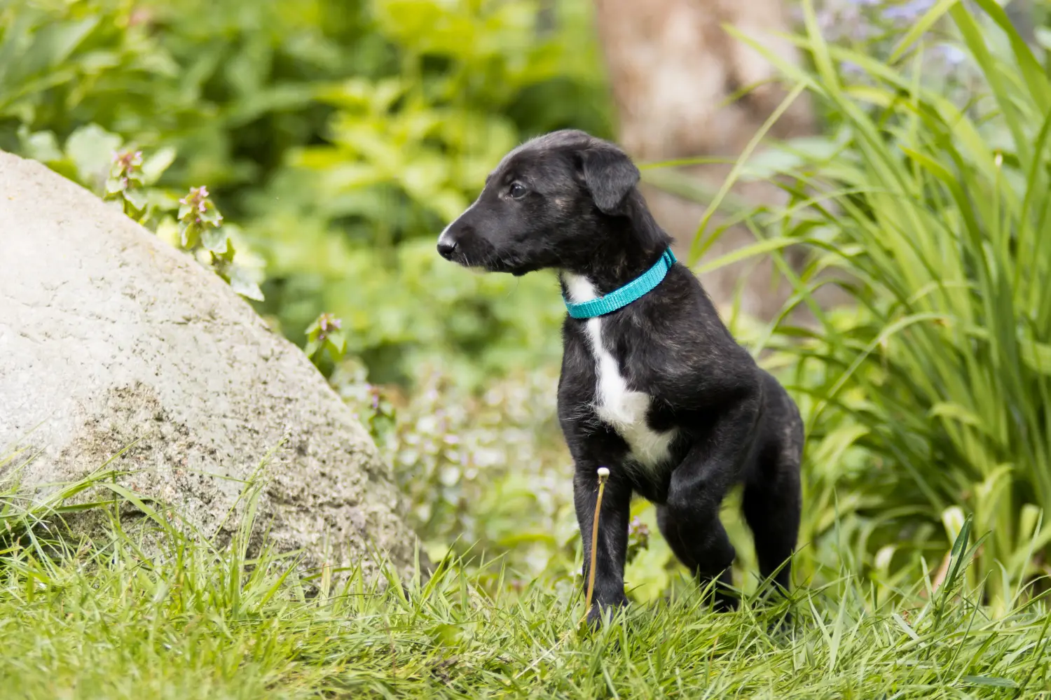 Een Galgo Espanol puppy kopen betekent verantwoordelijkheid nemen! Koop Galgo Espanol puppy's.