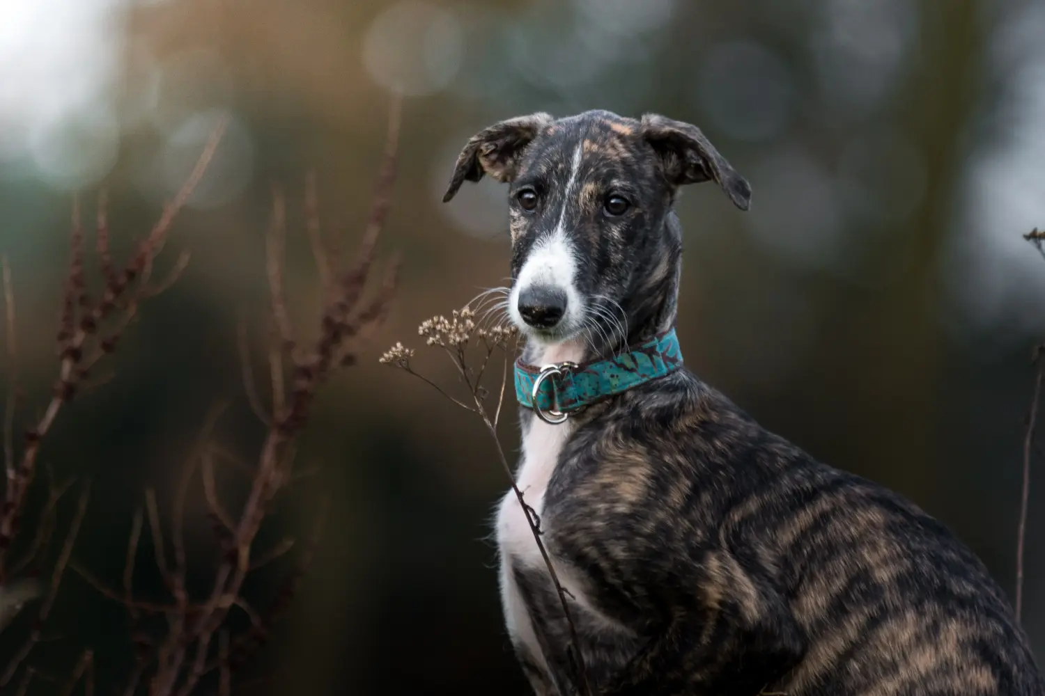 Een Galgo Espanol puppy kopen betekent verantwoordelijkheid nemen! Koop Galgo Espanol puppy's.