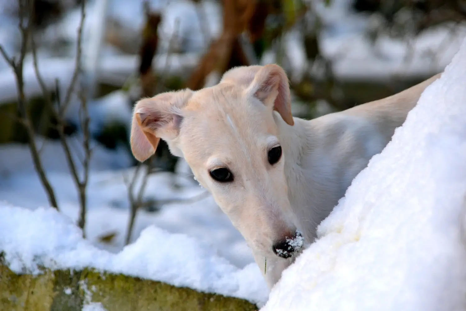 Een Galgo Espanol puppy kopen betekent verantwoordelijkheid nemen! Koop Galgo Espanol puppy's.