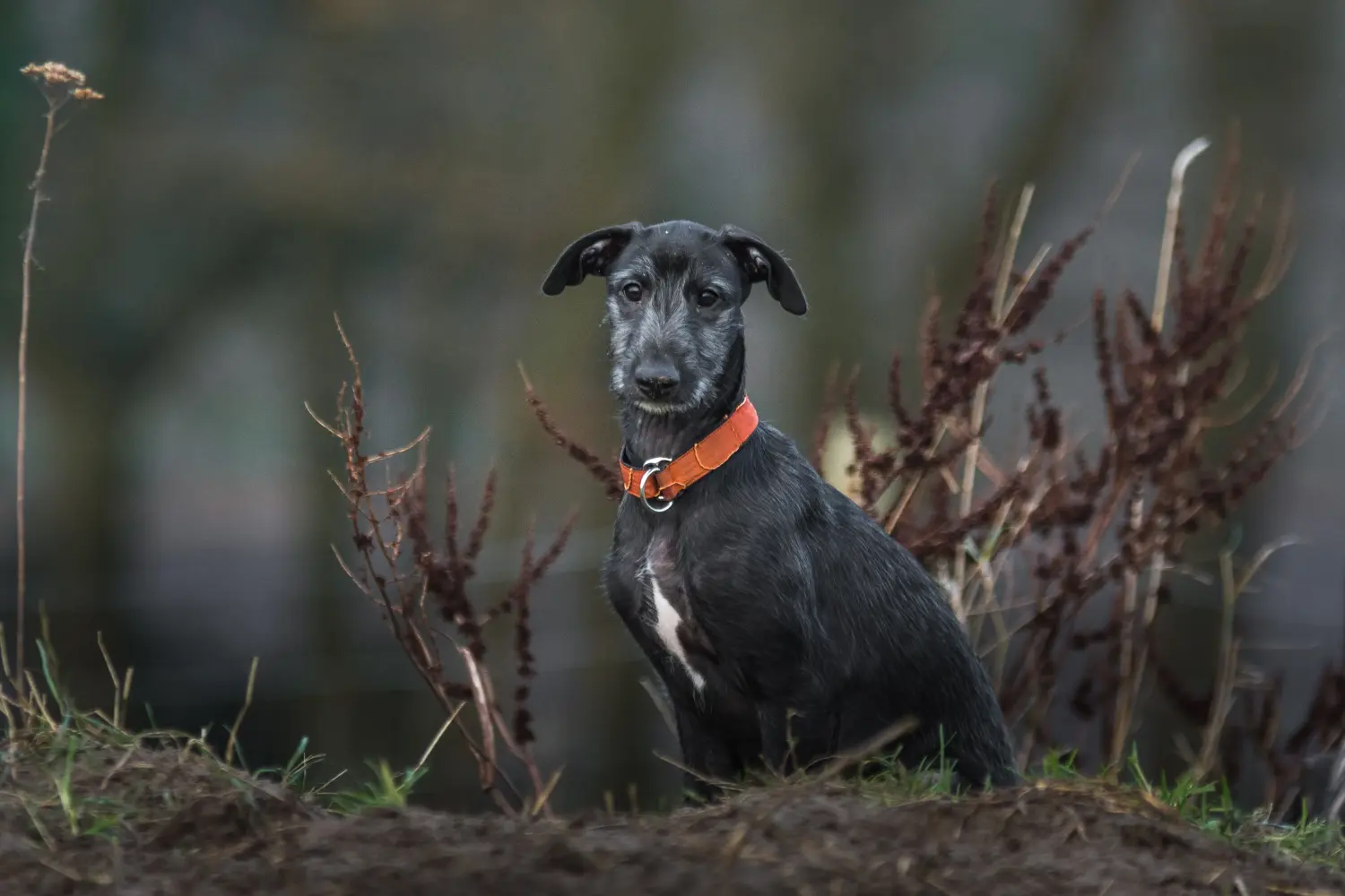 Een Galgo Espanol puppy kopen betekent verantwoordelijkheid nemen! Koop Galgo Espanol puppy's.