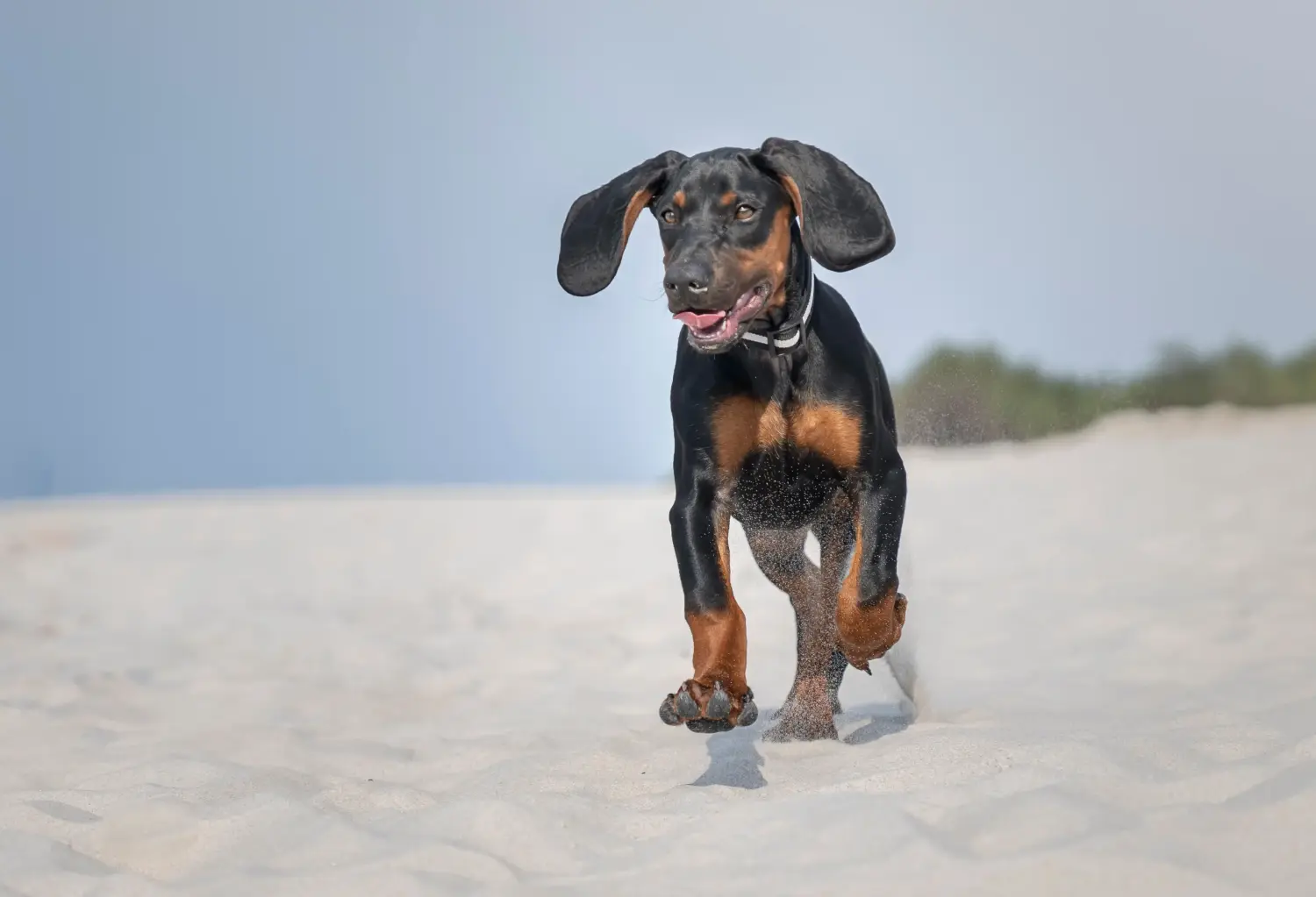 Het kopen van een Gończy Polski puppy betekent verantwoordelijkheid nemen! Koop Gończy Polski puppy's.