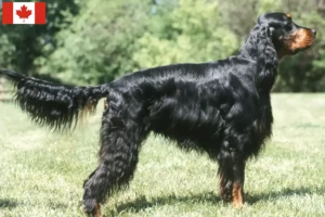 Lees meer over het artikel Gordon Setter fokkers en puppy’s in Canada