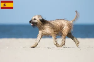 Lees meer over het artikel Gos d’Atura Catalá fokkers en puppies in Spanje