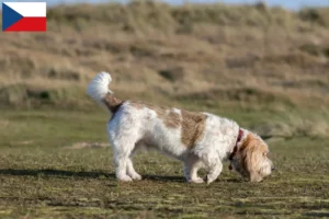 Lees meer over het artikel Grand Basset Griffon Vendéen fokkers en pups in Tsjechië