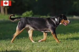 Lees meer over het artikel Zwitserse Dog fokker en puppies in Canada