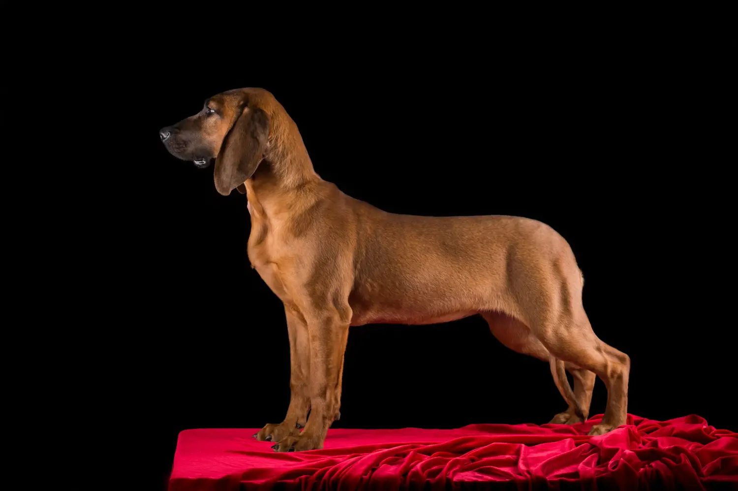 Een Hannoveraanse Lashond puppy kopen betekent verantwoordelijkheid nemen! Hannoveraanse Lashond puppy's kopen.